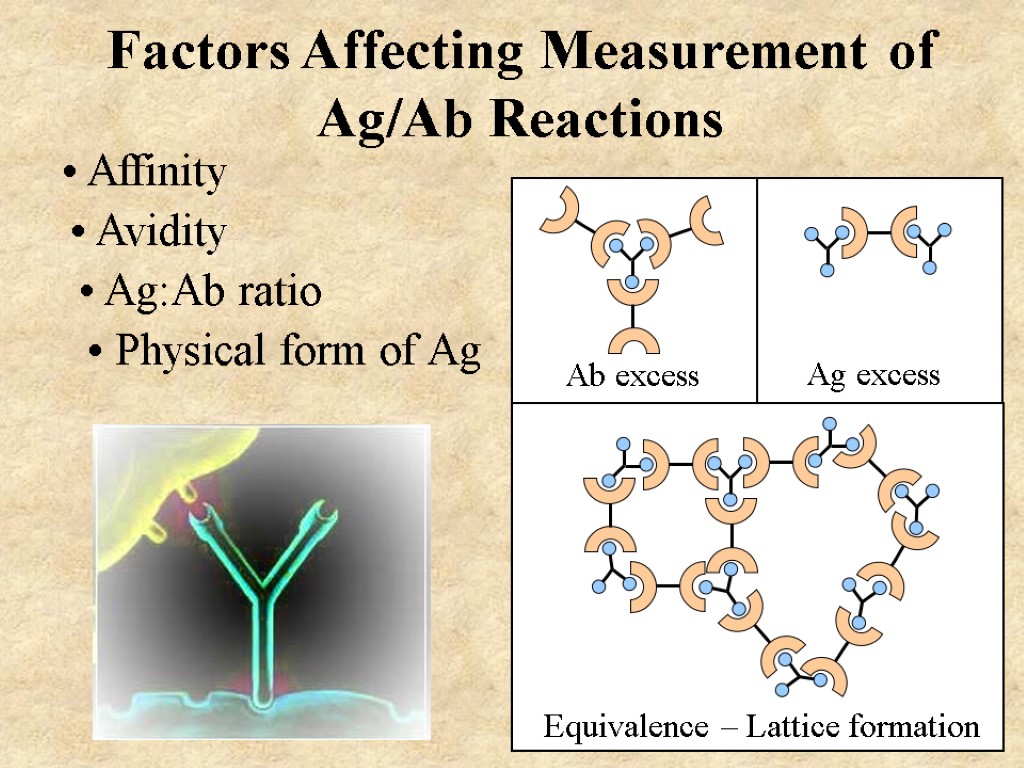 Factors Affecting Measurement of Ag/Ab Reactions Affinity Avidity Ag:Ab ratio Physical form of Ag
